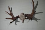 Grand wapiti / orignal du Nord Crâne - Alces alces - 31 cm -
