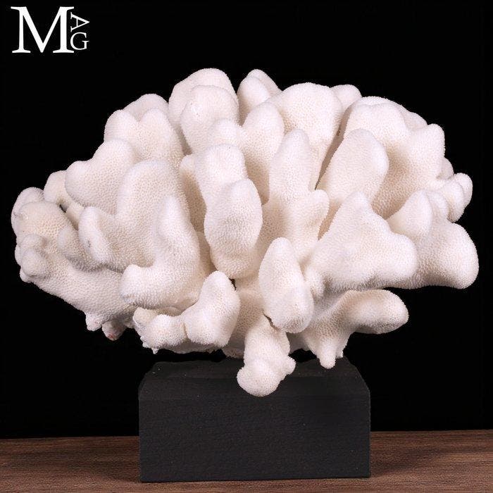 Madrepore White Coral - Taxidermie volledige montage -, Verzamelen, Mineralen en Fossielen