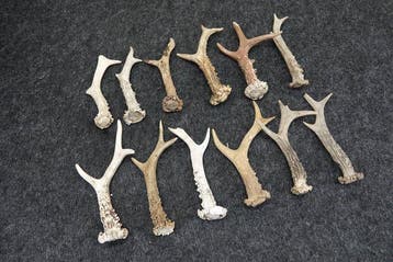 Roebuck Antlers Schedel - Capreolus capreolus - 0 cm - 0 cm, Nieuw