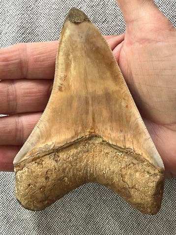 Megalodontand 12,4 cm - Fossiele tand - Carcharocles