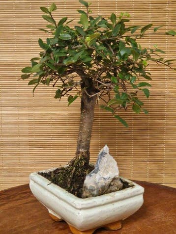 Chinese iep bonsai (Ulmus parviflora) - Hoogte (boom): 18 cm