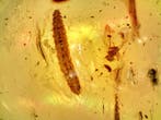 Roofdierlijke insectenlarve in Birmese barnsteen - Barnsteen, Verzamelen, Mineralen en Fossielen
