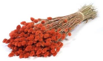Phalaris Burnt Orange droogbloemen, Nieuw