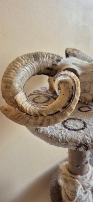 Bélier - Crâne - Ovis aries - crâne avec dentition complète