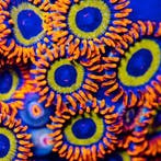 Zoanthus Fruitloops Frag (2-3 polypen), Animaux & Accessoires, Animaux Autre