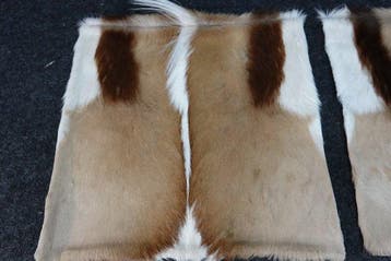 Springbok Cushion Covers - Taxidermie volledige montage -