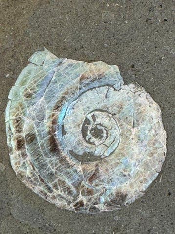 Psiloceras planorbis in matrix met parelmoerbehoud –