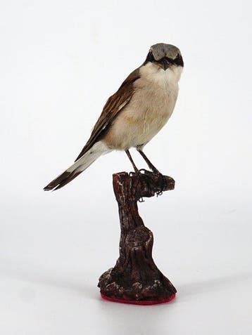 Haal haar, het kleine meisje. Taxidermie volledige montage -, Nieuw