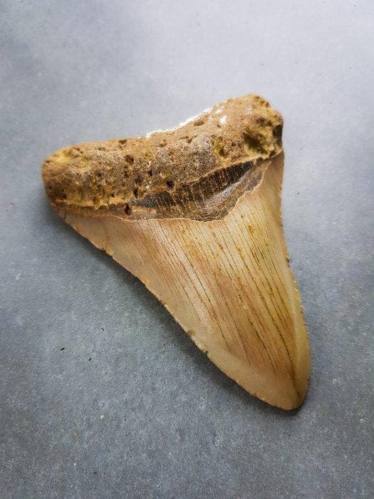 Megalodon - Fossiele tand - 117 mm - 84 mm, Verzamelen, Mineralen en Fossielen