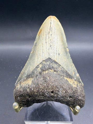 Megalodon - Fossiele tand - Carcharocles megalodon - 10.8 cm, Verzamelen
