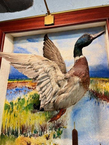 Canard Support de corps entier pour taxidermie - Anas, Nieuw