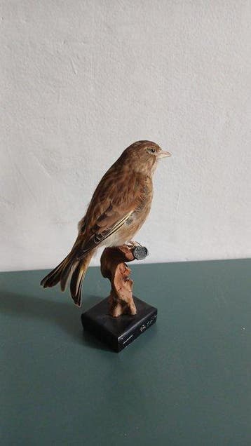 Hybride Fanello × Verdone Taxidermie volledige montage -