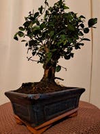 Chinese iep bonsai (Ulmus parviflora) - Hoogte (boom): 20 cm