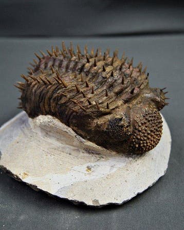 Doornige trilobiet - Gefossiliseerd dier - Droptops armatus