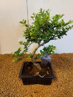 Japanese holly bonsai (Ilex crenata) - Hoogte (boom): 24 cm