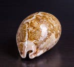 Prachtige schelp, verzamelobject Zeeschelp - Cypraea mappa