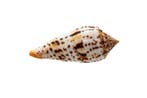 escargot de collection rare  GÉANT  pièce parfaite avec, Collections