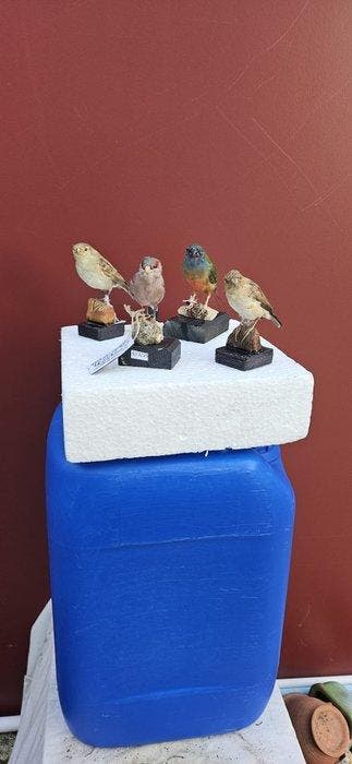 Estrilde,Lonchura,Sicalis,Erythrura Taxidermie volledige, Nieuw