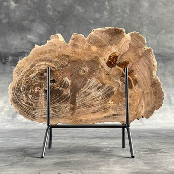 Superbe tranche de bois pétrifié sur un socle sur mesure -