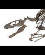 Dinosaurus - Fossiel skelet - REPLICA Deinonychus