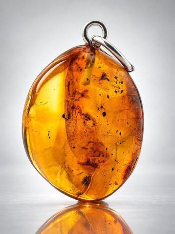 Helder honinggoud Baltische amber hanger – parasitaire wesp