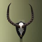 Impala Schedel Taxidermie Opgezette Dieren By Max, Verzamelen, Dierenverzamelingen, Ophalen of Verzenden, Nieuw, Wild dier, Opgezet dier