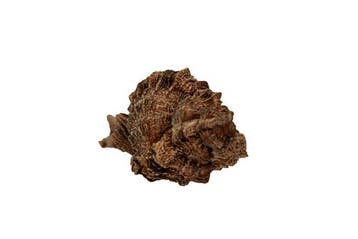 Phyllonotus pomum (100 mm) - WERELDRECORDGROOTTE Categorie -, Nieuw