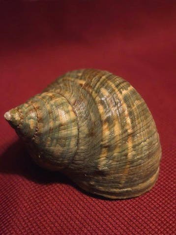 Escargot de mer Coquillage marin - S-432 TURBO CRASSUS (Sans, Verzamelen, Nieuw