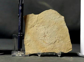 Uitstekende fossiele zeester - Natuurlijk - Gefossiliseerd