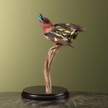 Javaanse Hapvogel Antiek Taxidermie Opgezette Dieren By Max, Ophalen of Verzenden, Nieuw, Vogel, Opgezet dier