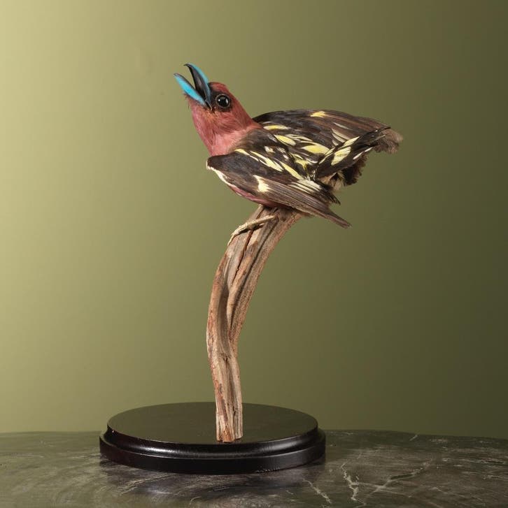 Javaanse Hapvogel Antiek Taxidermie Opgezette Dieren By Max, Collections, Collections Animaux, Enlèvement ou Envoi
