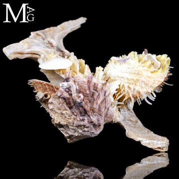 Symbiose marine naturelle incluant lhuître épineuse -, Antiquités & Art, Curiosités & Brocante