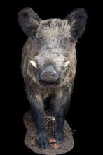 Wild zwijn Taxidermie volledige montage - Sus scrofa - 100, Nieuw