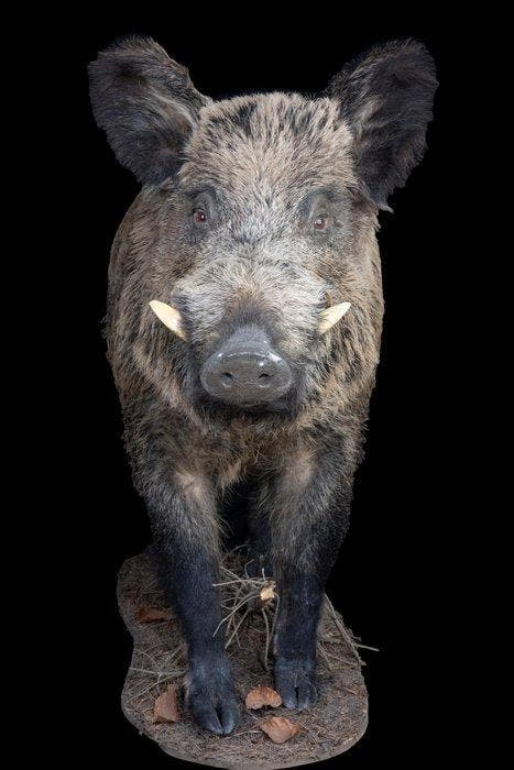 Wild zwijn Taxidermie volledige montage - Sus scrofa - 100, Collections, Collections Animaux
