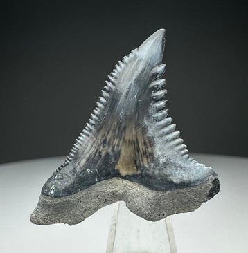 Hemipristis serra - Fossiele tand - 3.5 cm - 2.9 cm, Verzamelen, Mineralen en Fossielen