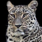 Marco Simoni - “Panthera pardus saxicolor”, Antiek en Kunst
