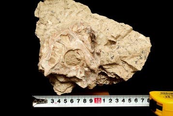 Dinosaurus - Fossiele schedel - Psittacosaurus sp. - 20 cm -