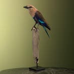 Blauwbuikscharrelaar Taxidermie Opgezette Dieren By Max, Ophalen of Verzenden, Opgezet dier