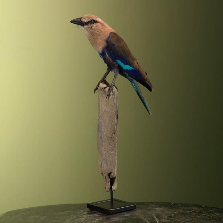 Blauwbuikscharrelaar Taxidermie Opgezette Dieren By Max, Collections, Collections Animaux, Enlèvement ou Envoi