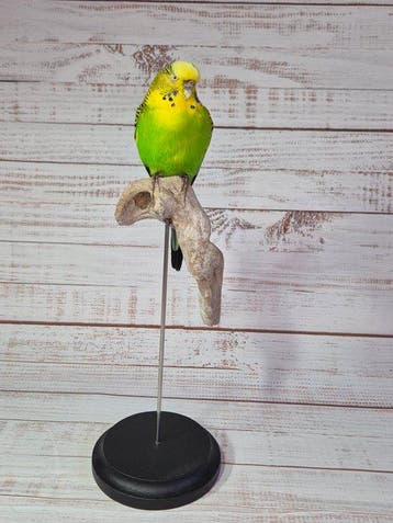 Perruche Support de corps entier pour taxidermie -