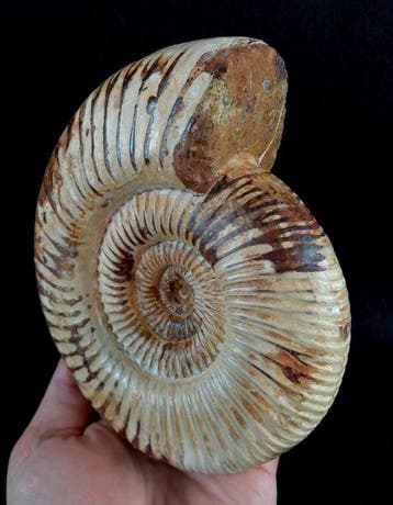 Ammoniet - Gefossiliseerd dier - Kranaosphinctes