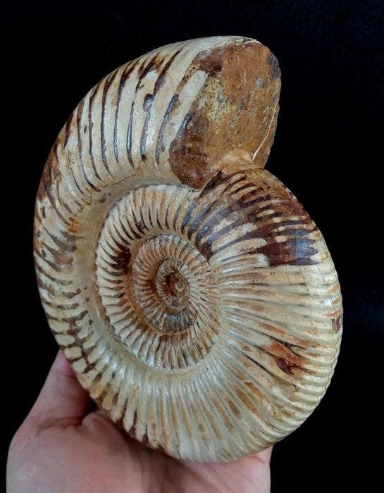 Ammoniet - Gefossiliseerd dier - Kranaosphinctes, Collections, Minéraux & Fossiles
