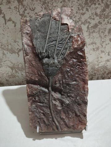 Crinoide - Gefossiliseerd dier - 35 cm - 16.5 cm