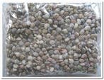 Umbonium Schelpenmix Button 1 kilo, Nieuw