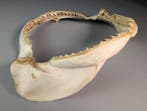 Grote Dusky Shark (ALLEEN EU-bieders) Kaak vastgezet -, Nieuw