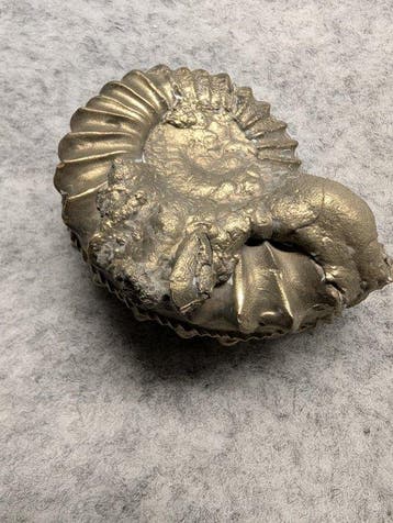Ammoniet - Gefossiliseerd dier - Pleuroceras sp. (Zonder, Collections