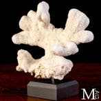 Grande corail blanc sur socle décoratif - Corail - Madrepora, Collections