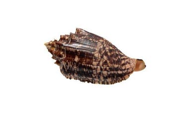 Voluta hebraea | Volute hébraïque / Escargot de mer - Pièce