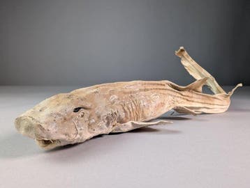 Gepreserveerd haai-specimen Taxidermie volledige montage -, Nieuw