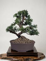Bonsai van Jeneverbes Kishu - Hoogte (boom): 25 cm - Diepte